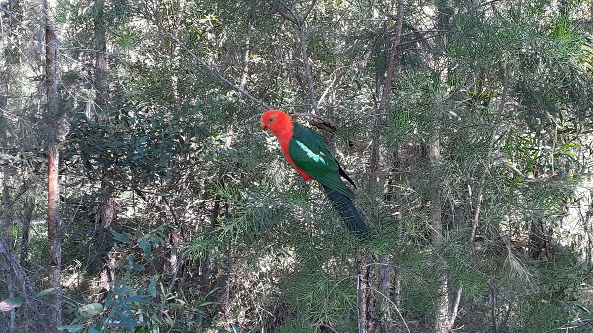 Dharawal Camp