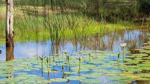 Fernbank Creek - Port Macquarie