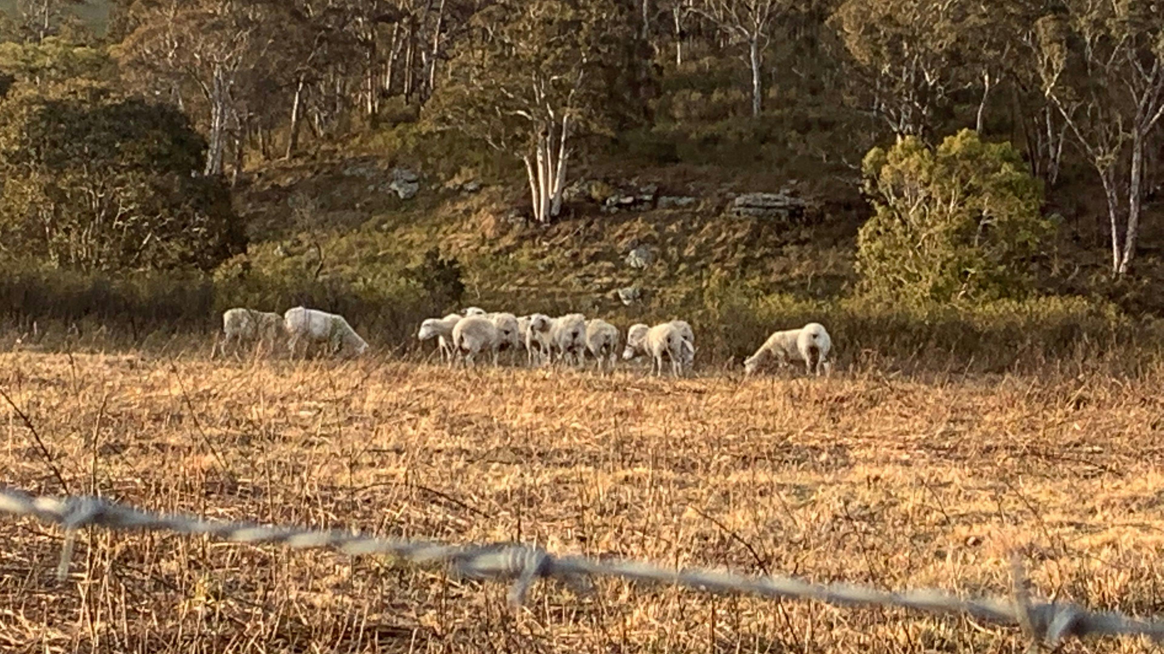 The stunning views and local wildlife 