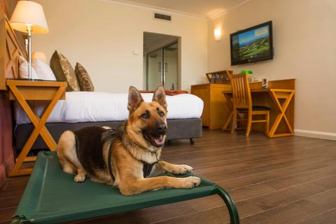 Spaciously appointed, with a king bed for you and a pet bed for your furry friend.