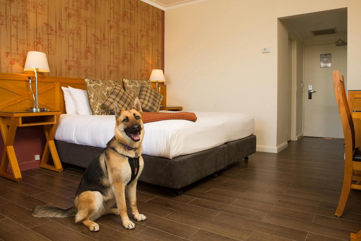Spaciously appointed, with a king bed for you and a pet bed for your furry friend.