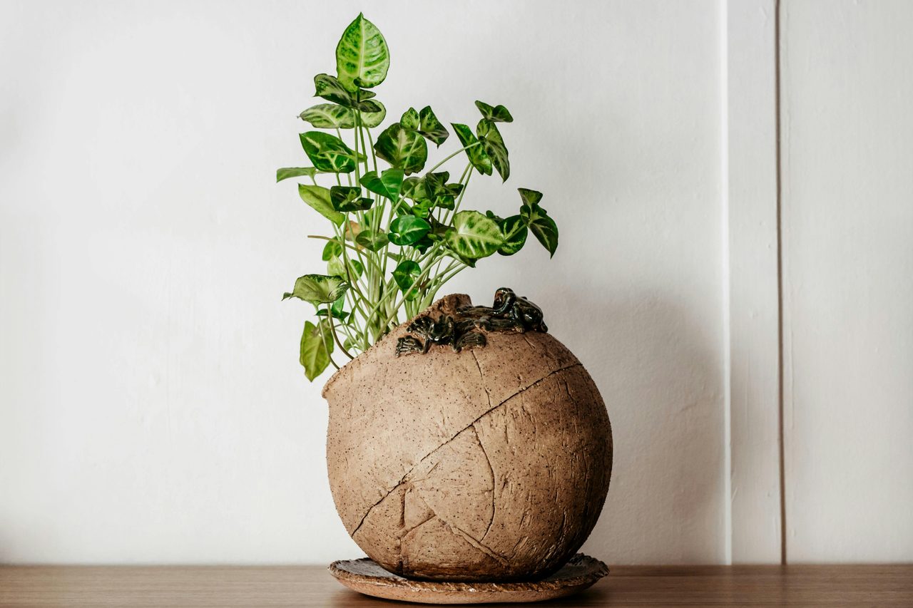 Planter - Jo Plater