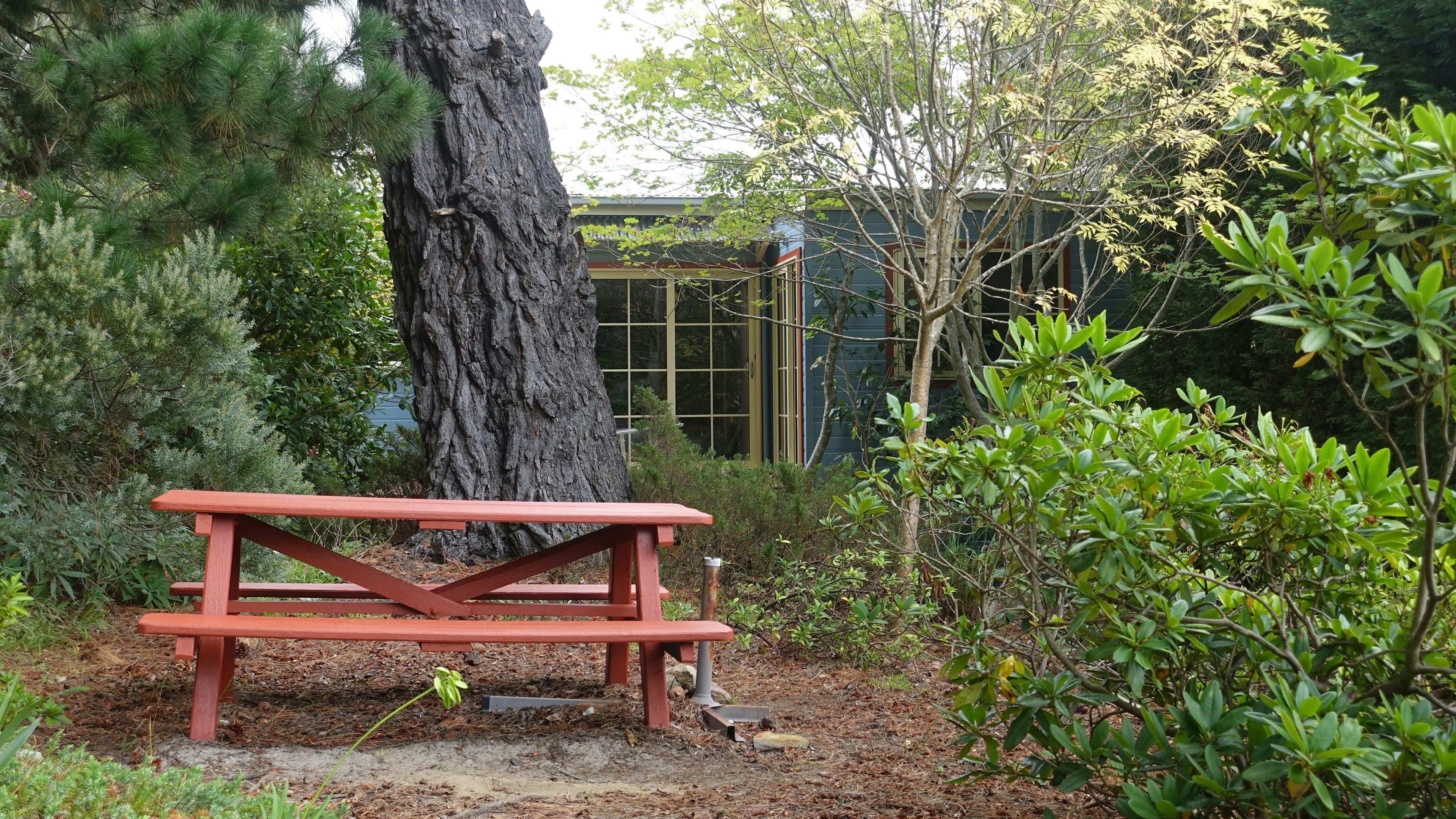 The picnic table in the backyard under enormous pine trees