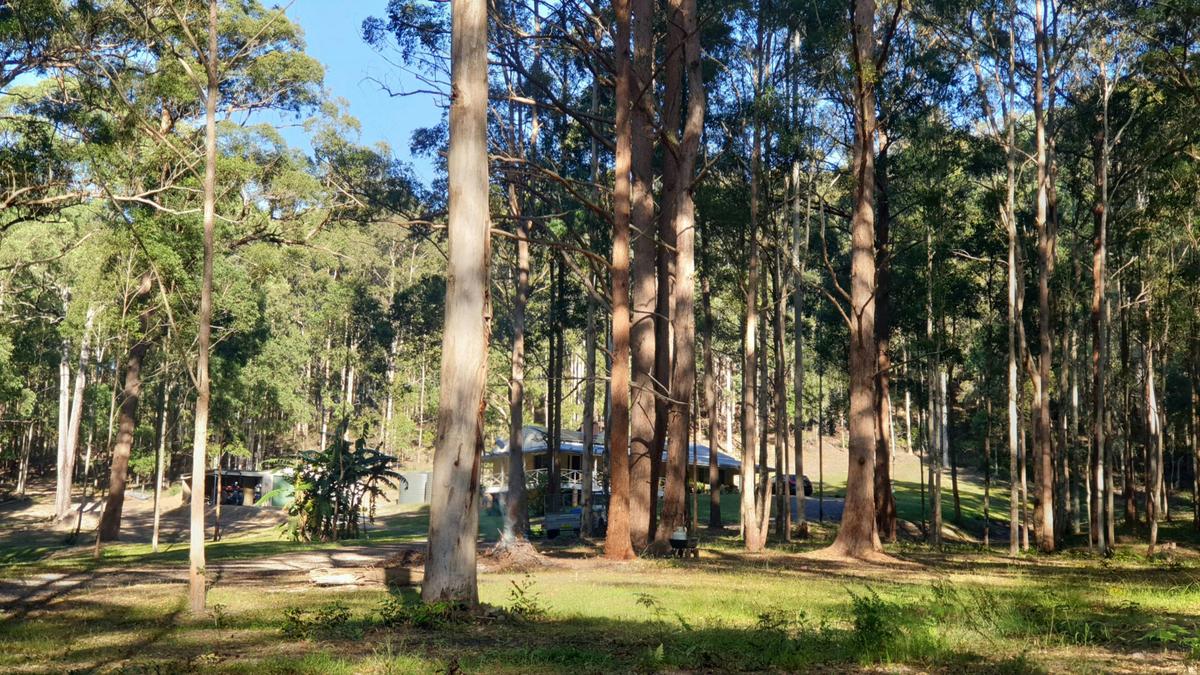 Fern Gully