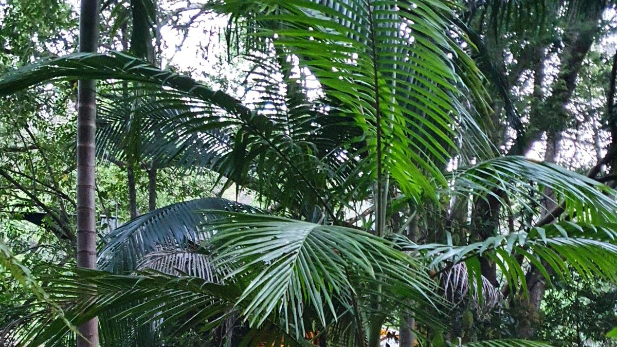 Crystal Creek Rainforest Treehouse