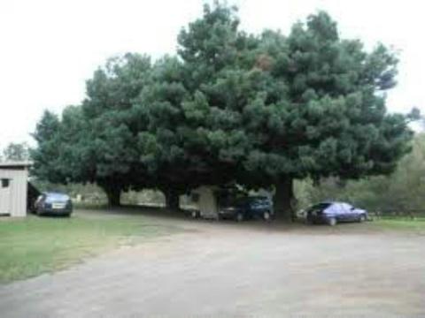 East Gresford Showground