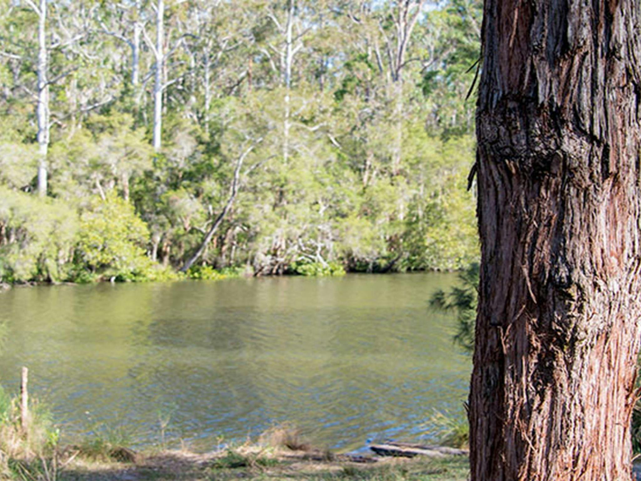 Ferny Creek campground, Wallingat National Park. Photo: John Spencer/NSW Government