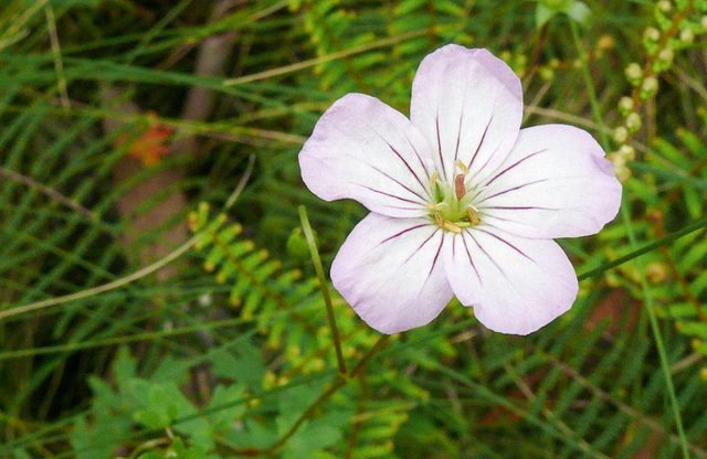 Berarngutta Picnic Area