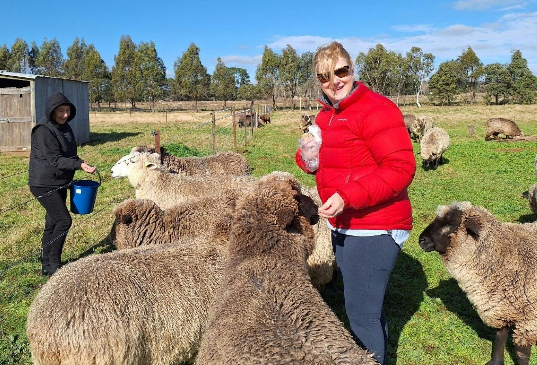 Get close up and hand feed friendly sheep.