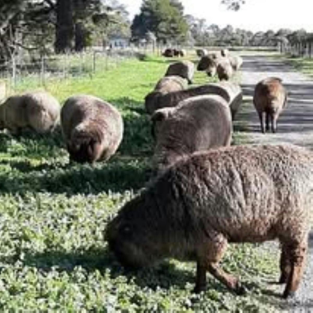 Fleece, Flock and Fibre