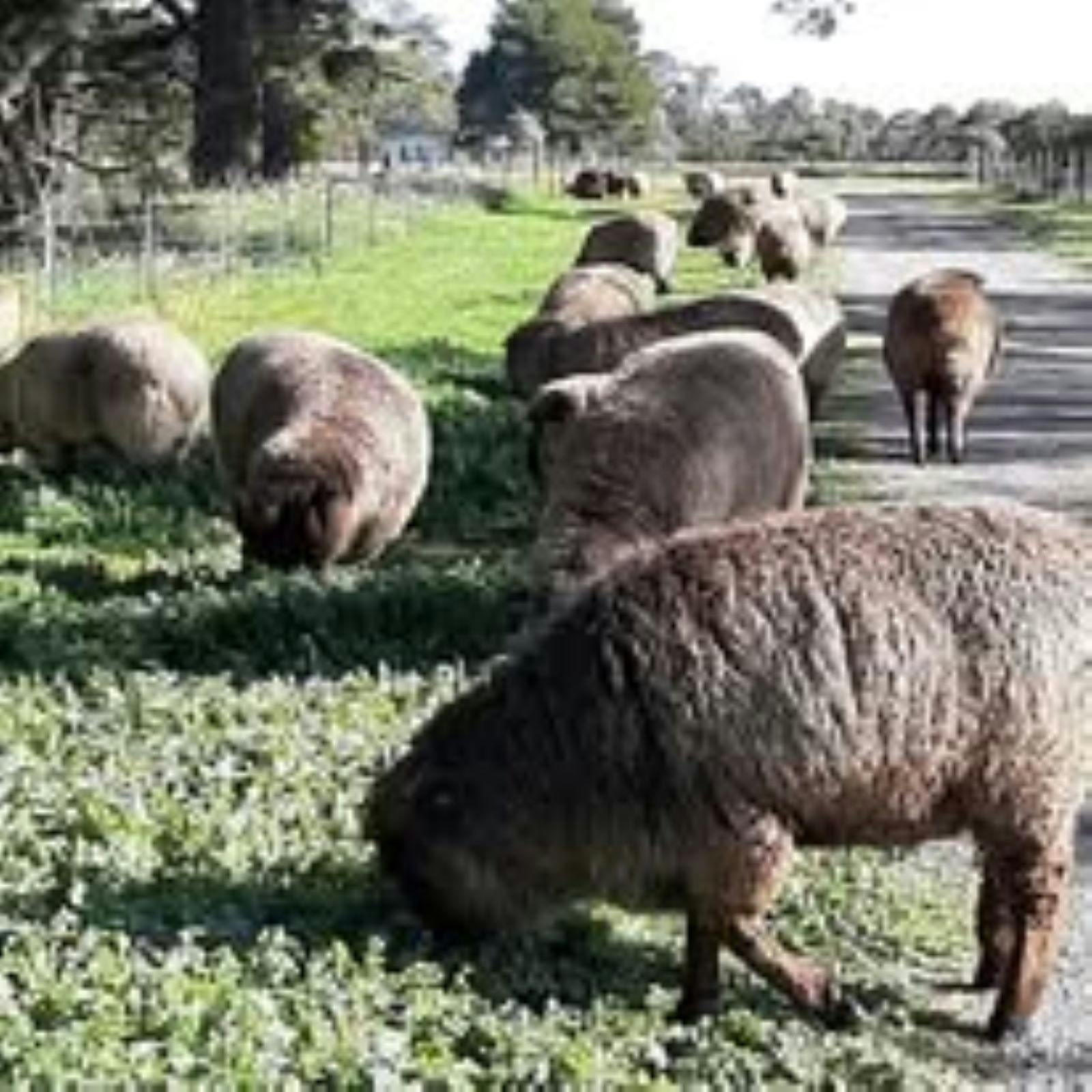 Fleece, Flock and Fibre