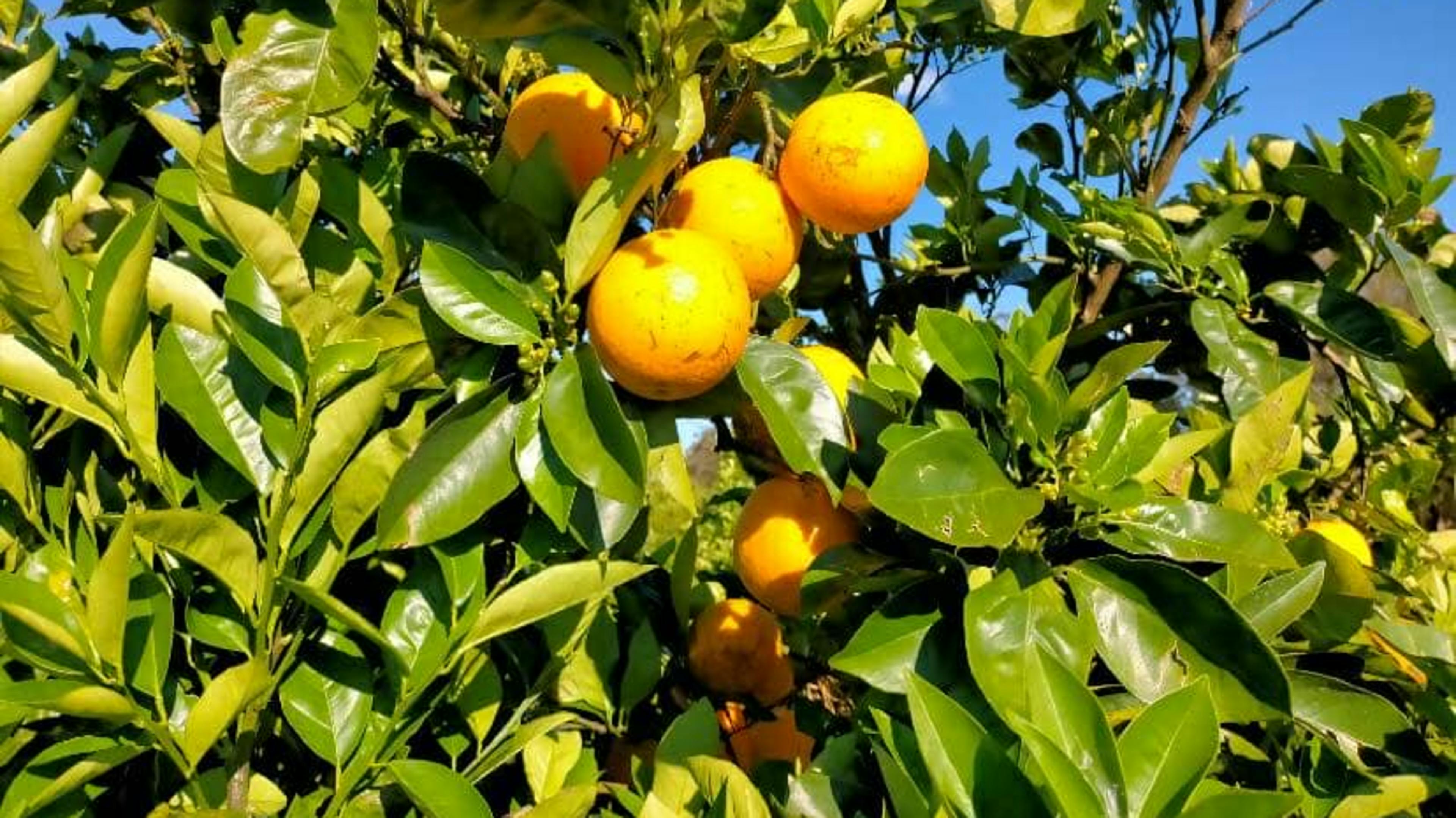 Doraville Farm Campsite