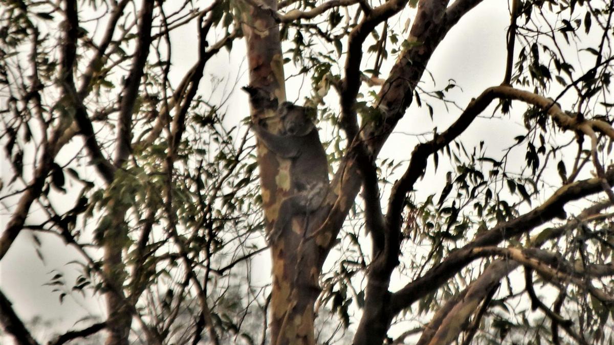 Koala on the tall trees near Emu Creek