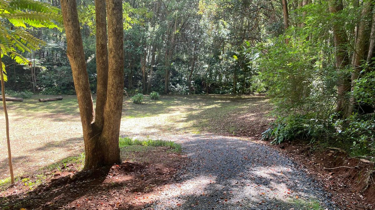 Fern gully Creek, Coorabell