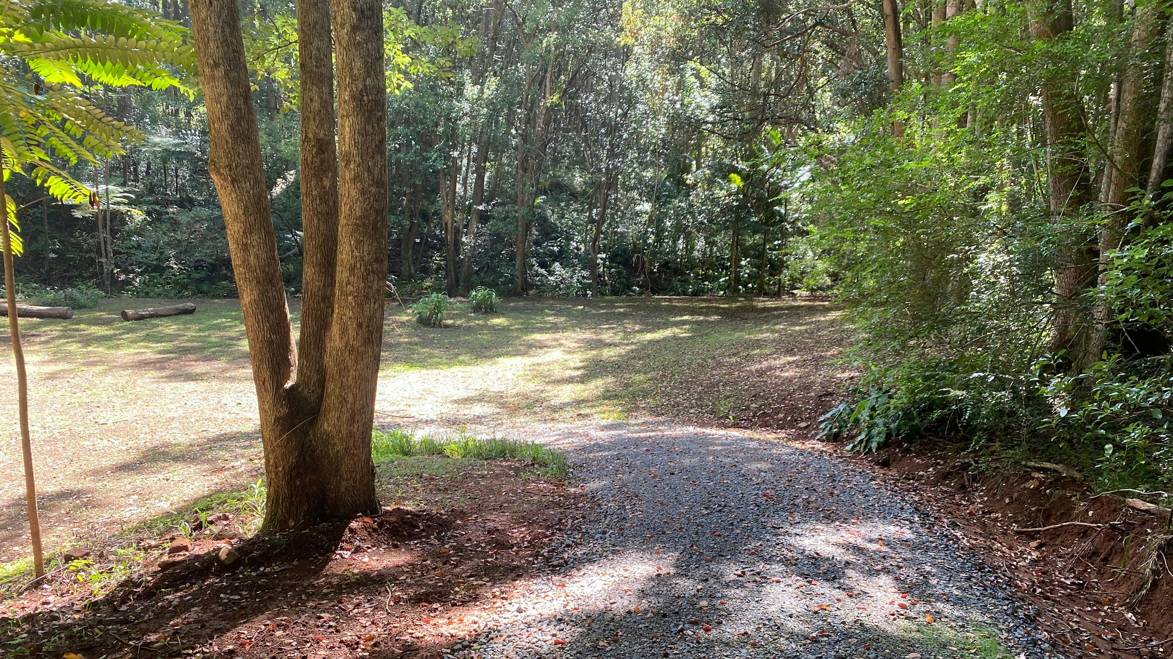 Fern gully Creek, Coorabell