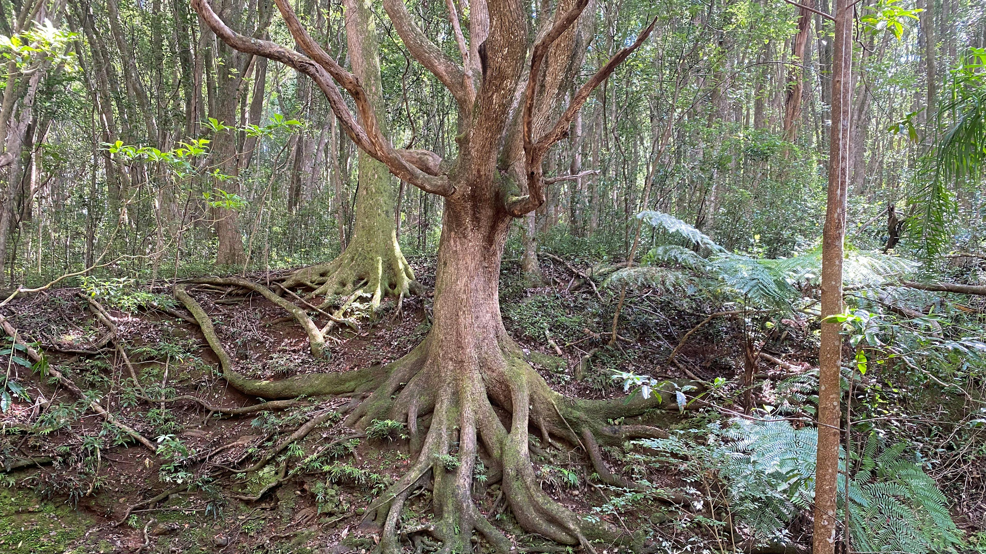 Fern gully Creek, Coorabell