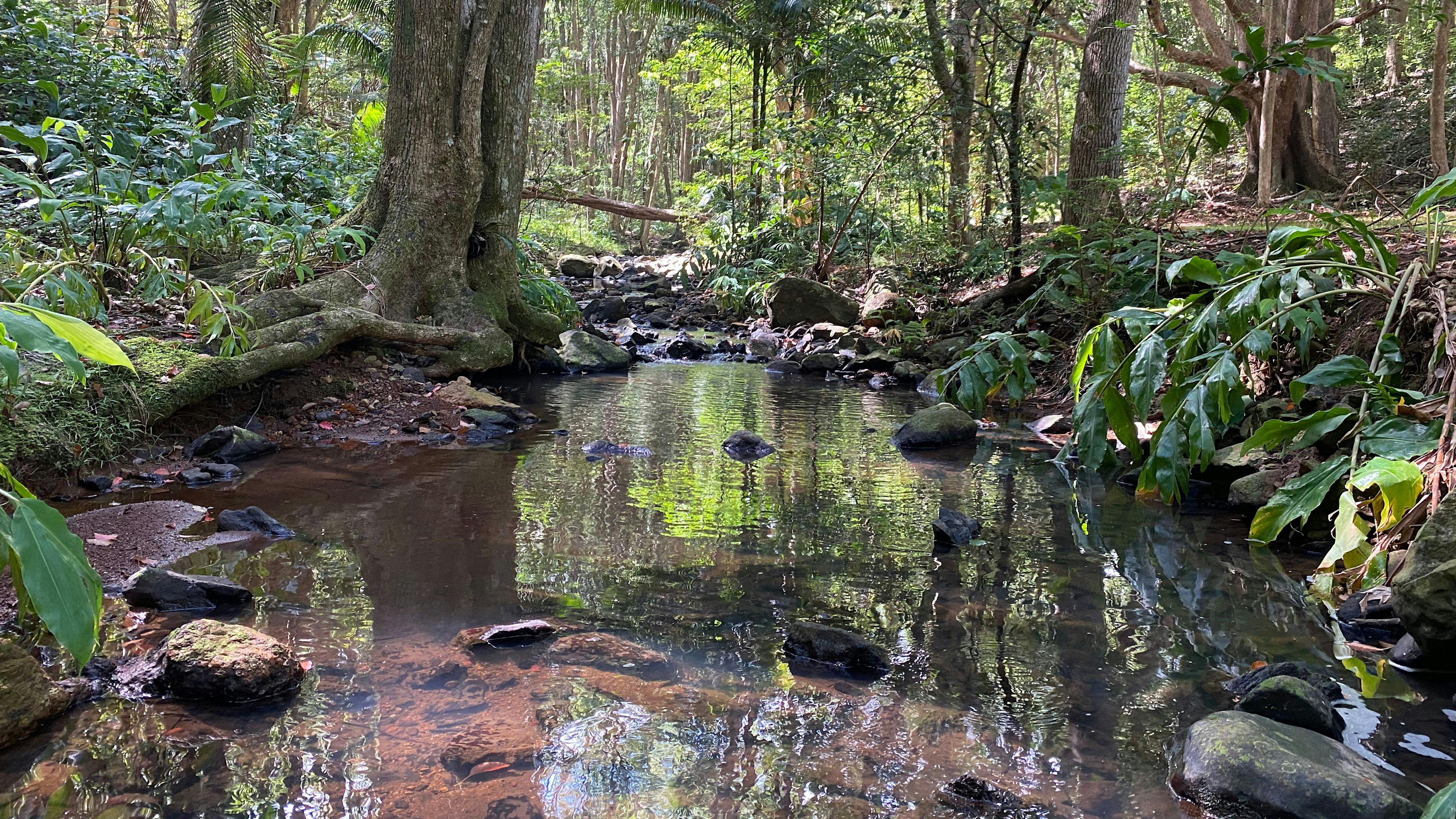 Fern gully Creek, Coorabell