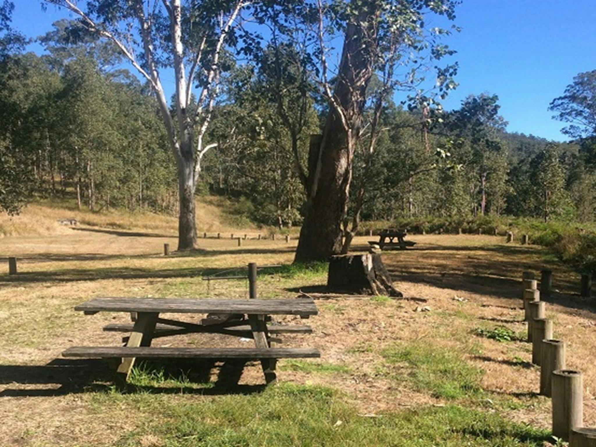 Picnic area in Doon Goonge campground, Chaelundi National Park. Photo: Andrew Pitzen/OEH