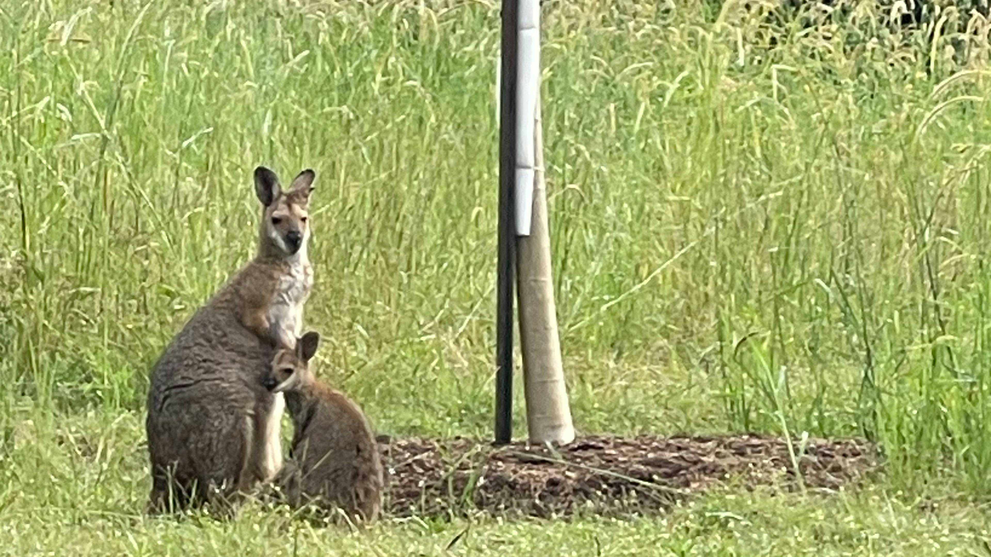 Garden Of Peace, Health & Vitality