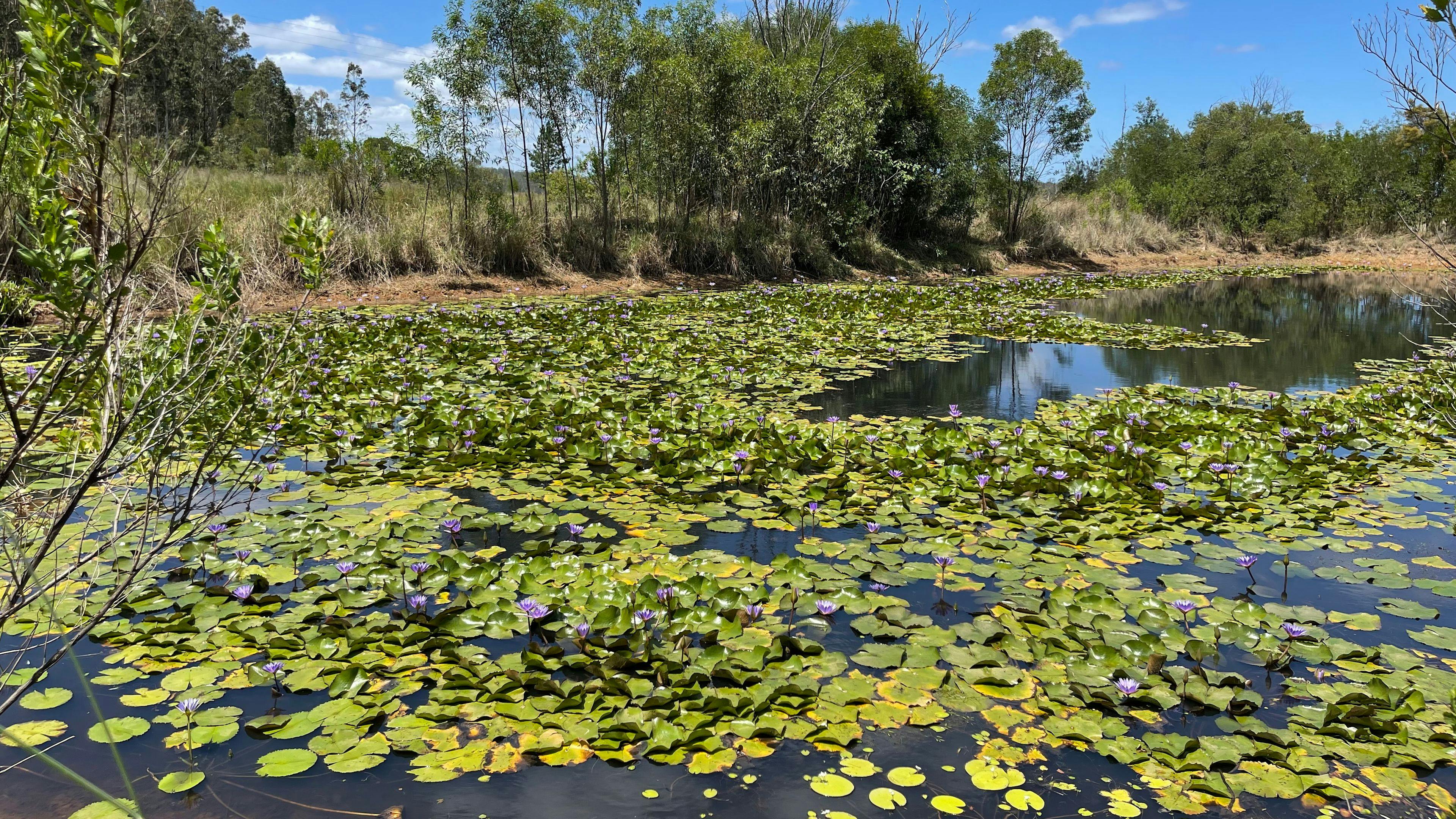 Garden Of Peace, Health & Vitality