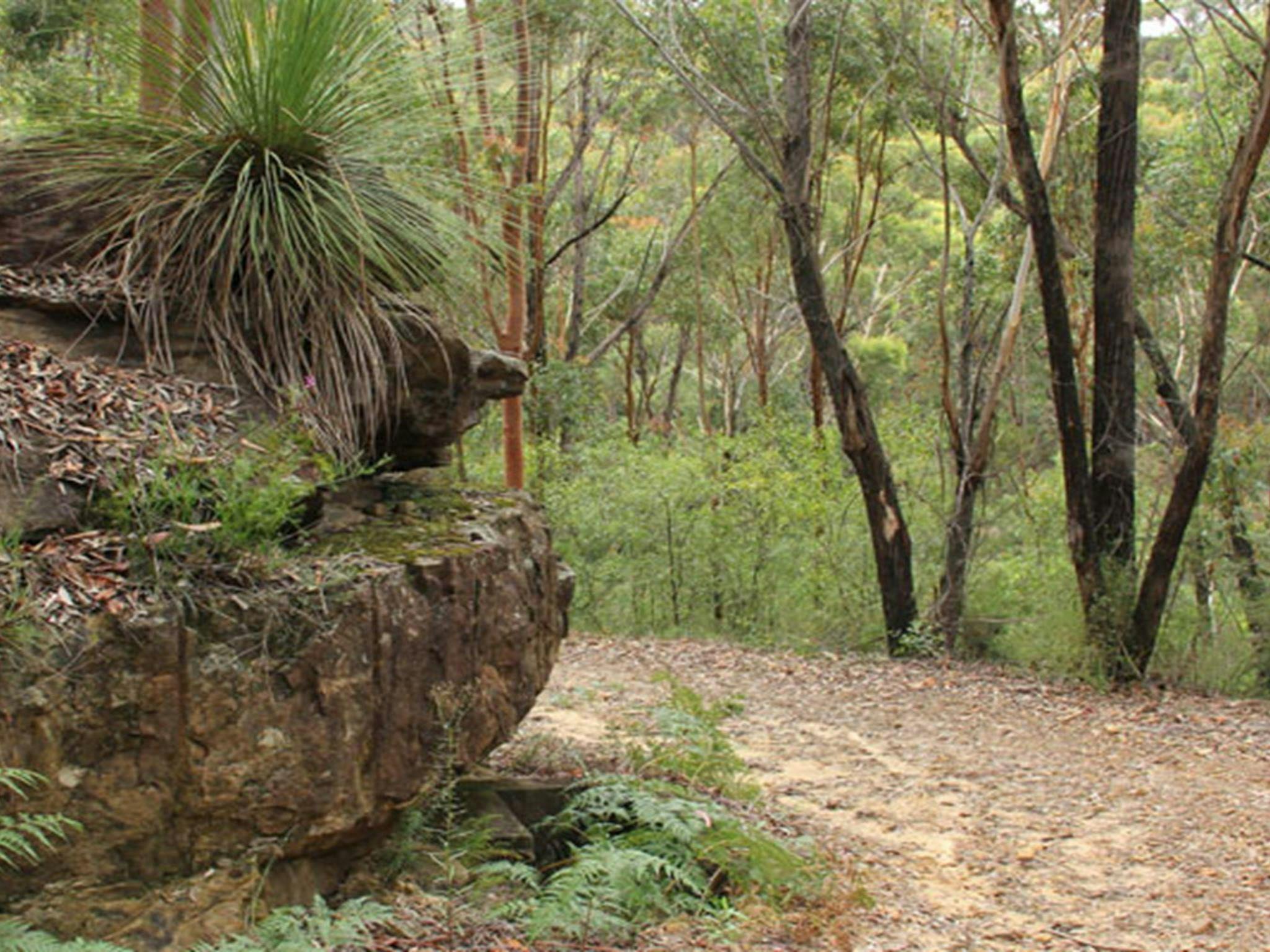 Walking track, Dharawal National Park. Photo: John Yurasek &copy; OEH