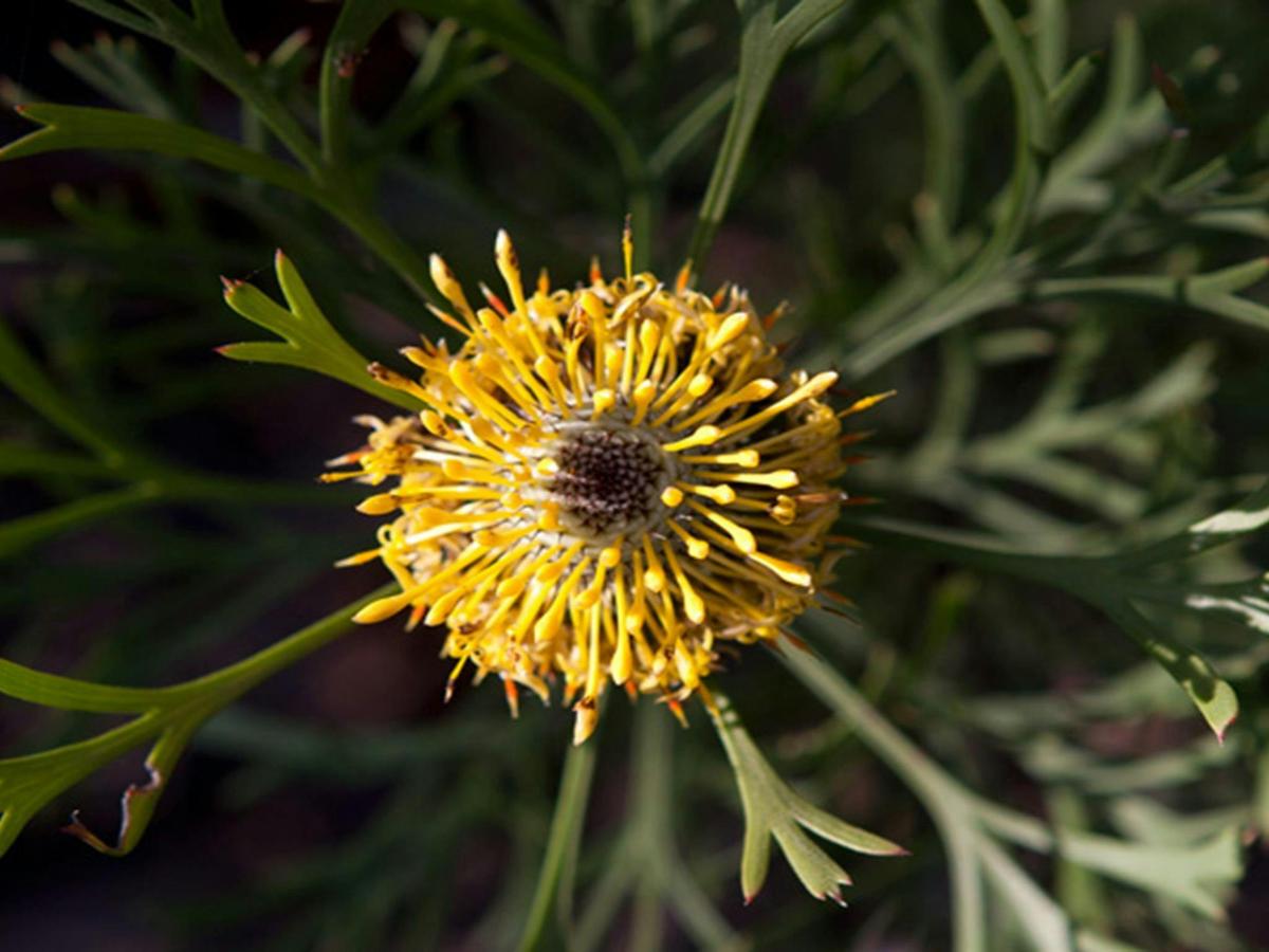 Wildflower. Photo: Lucas Boyd &copy; OEH