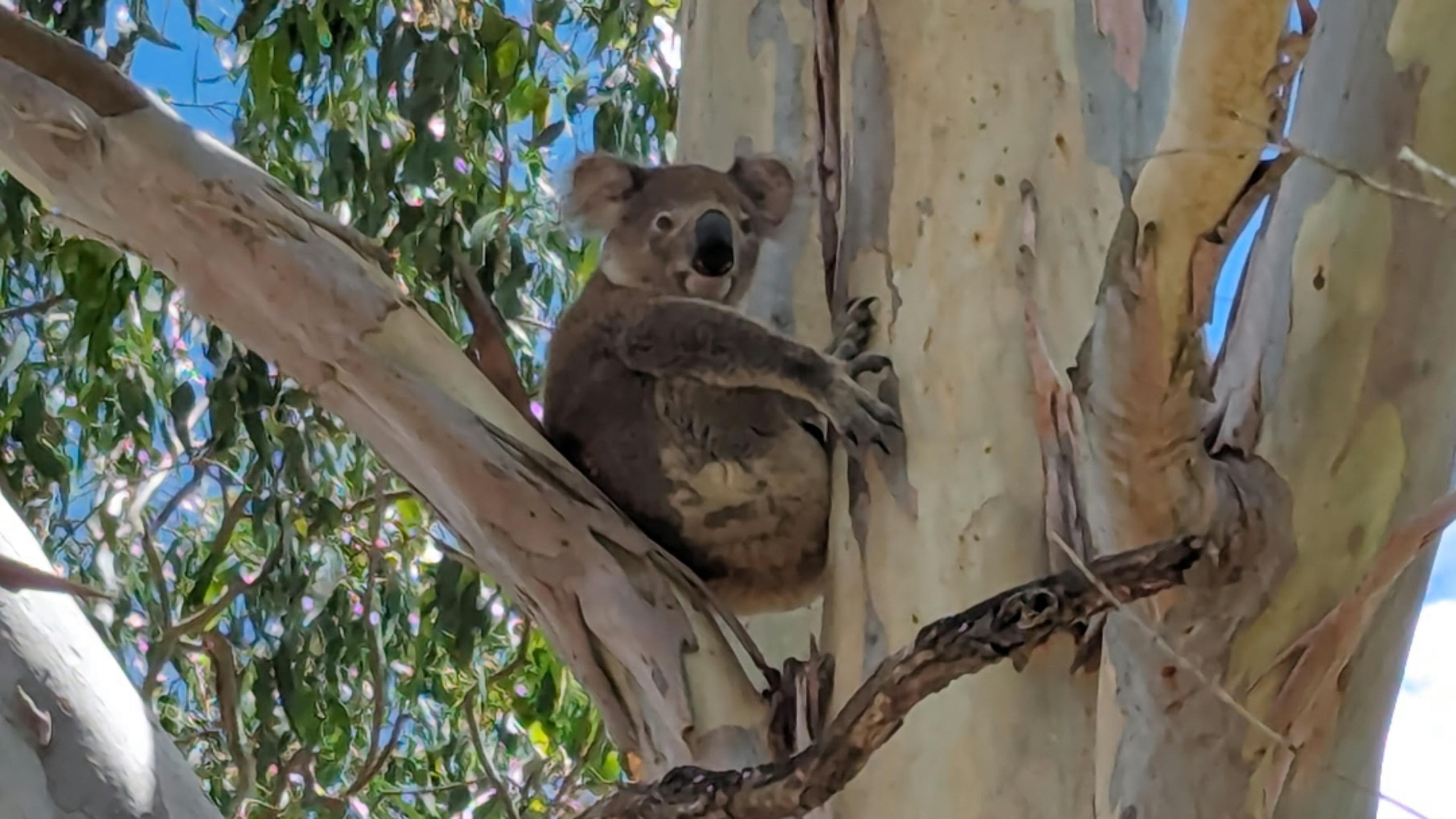 Forest Creek Retreat