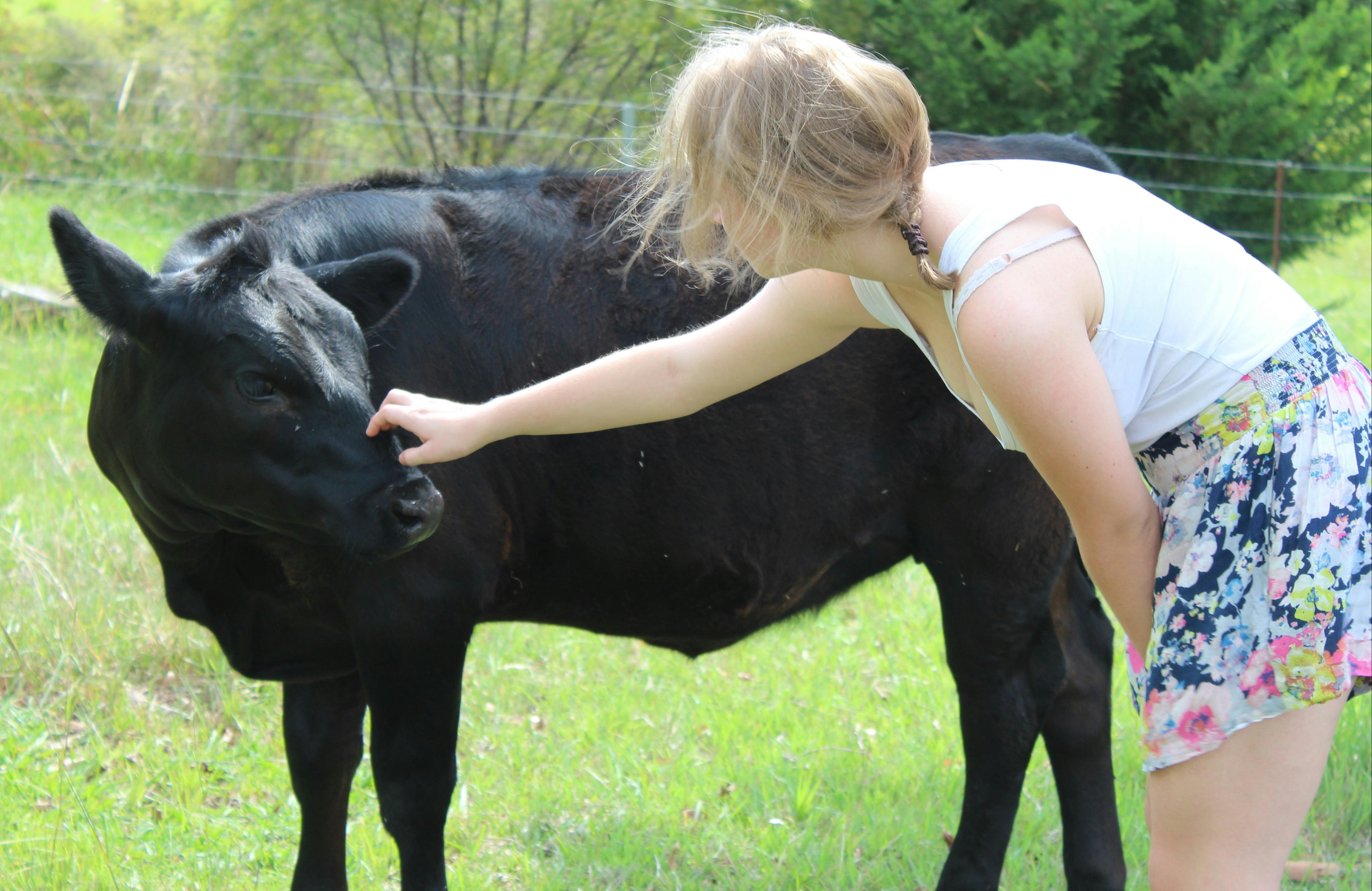 Giving K-Tee our pet cow a pat