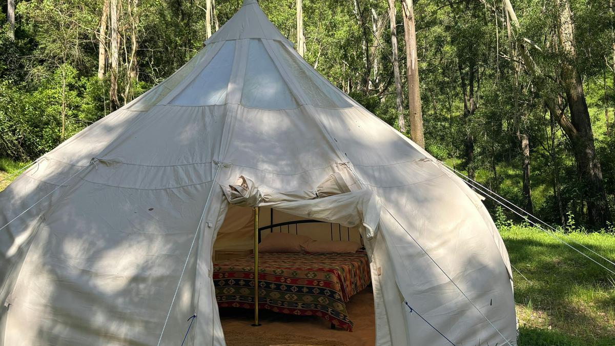 Glamping Around An Ancient Tree