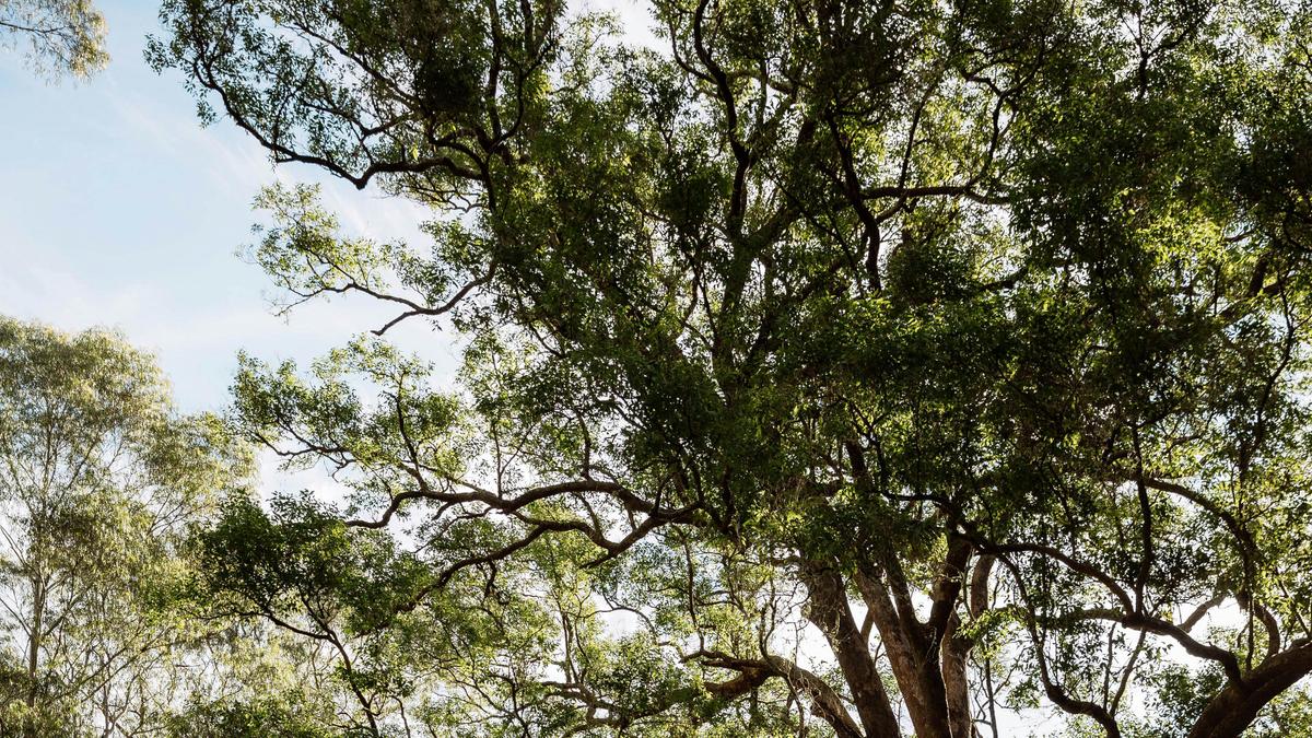 Glamping Around An Ancient Tree