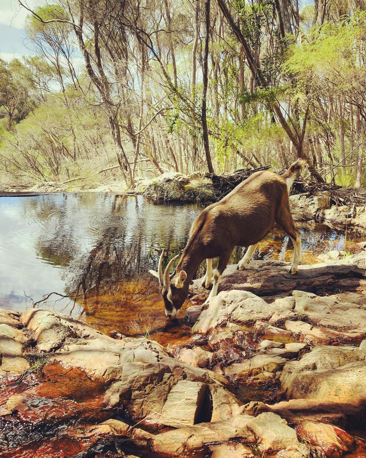 Goats at The Weir