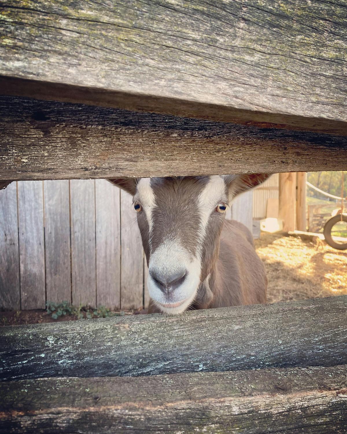 Nosey Goats!