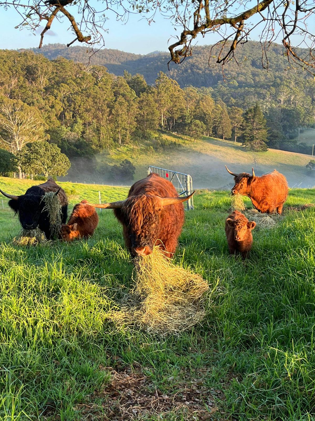 Highland Cow Family
