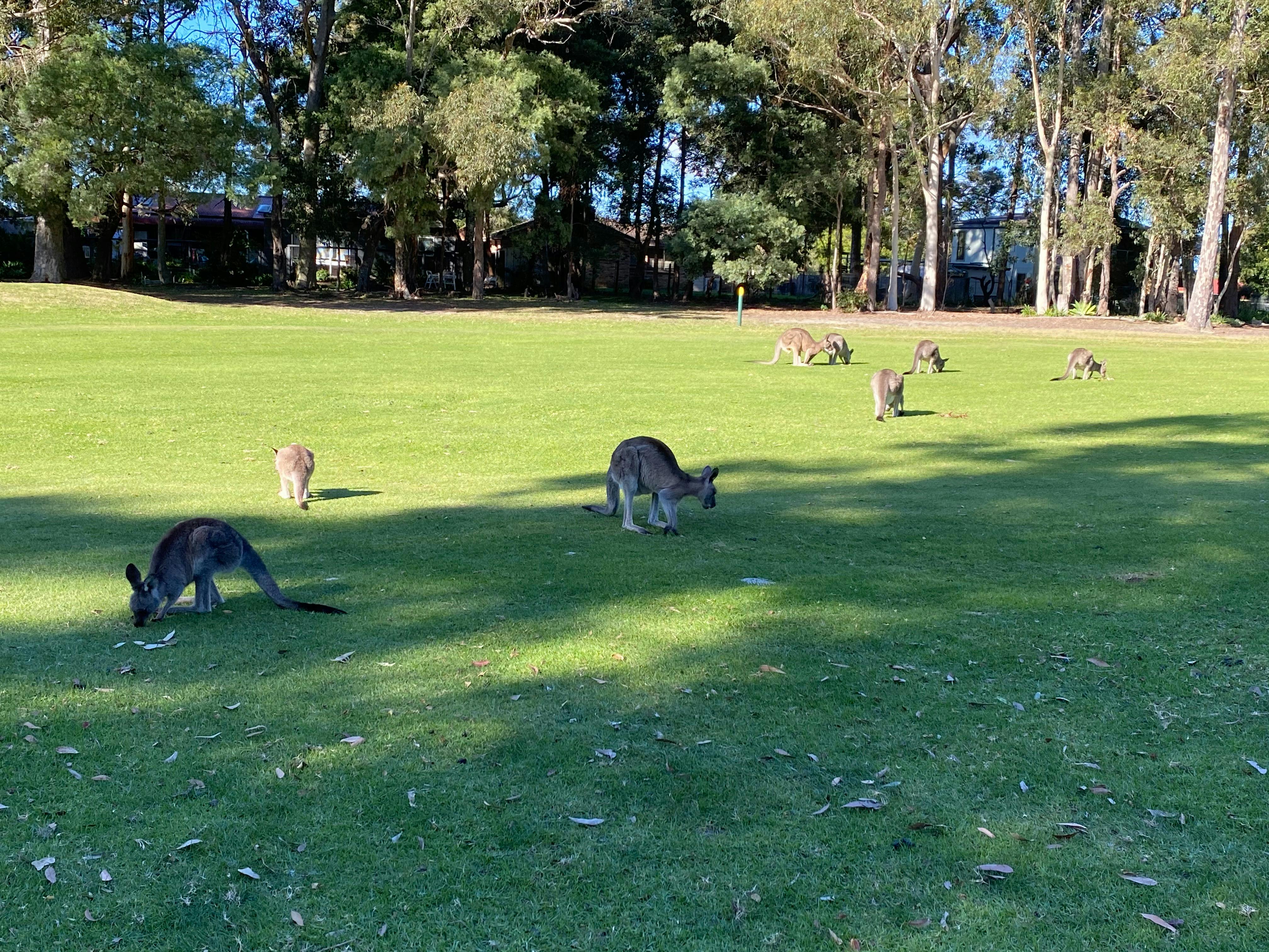 Kangaroos Country Club Golf Course