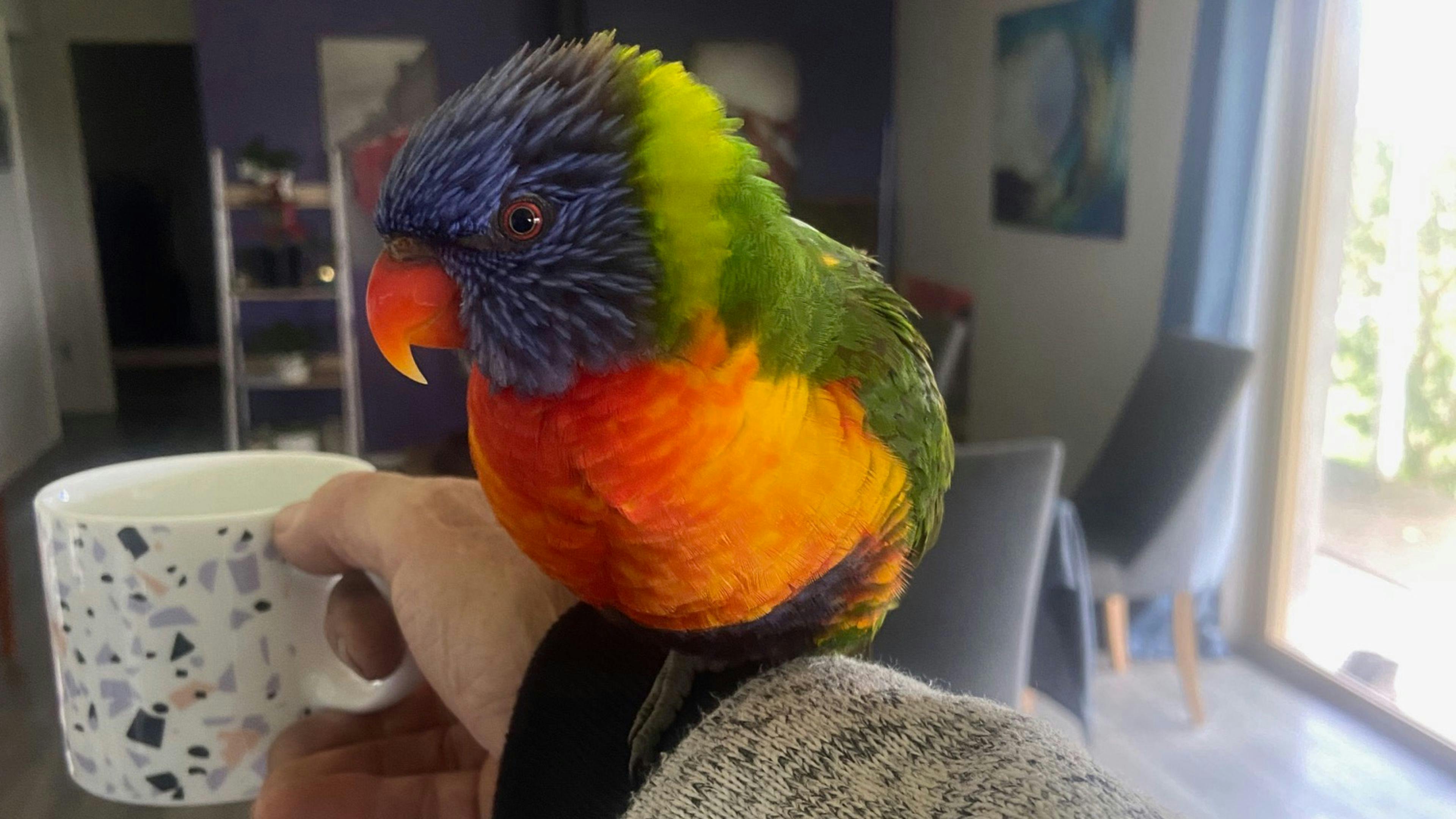 Fame Mountain Camp - pets welcome