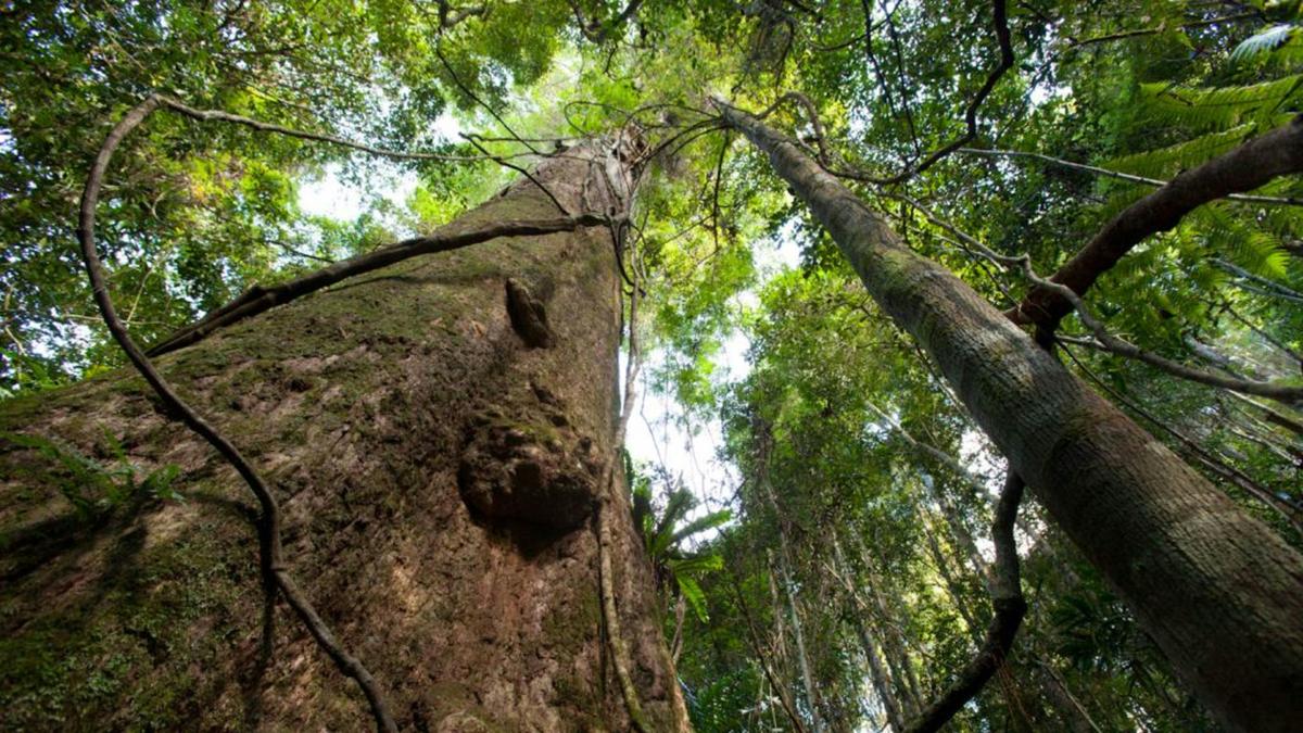 Frog Hollow Rainforest Camping