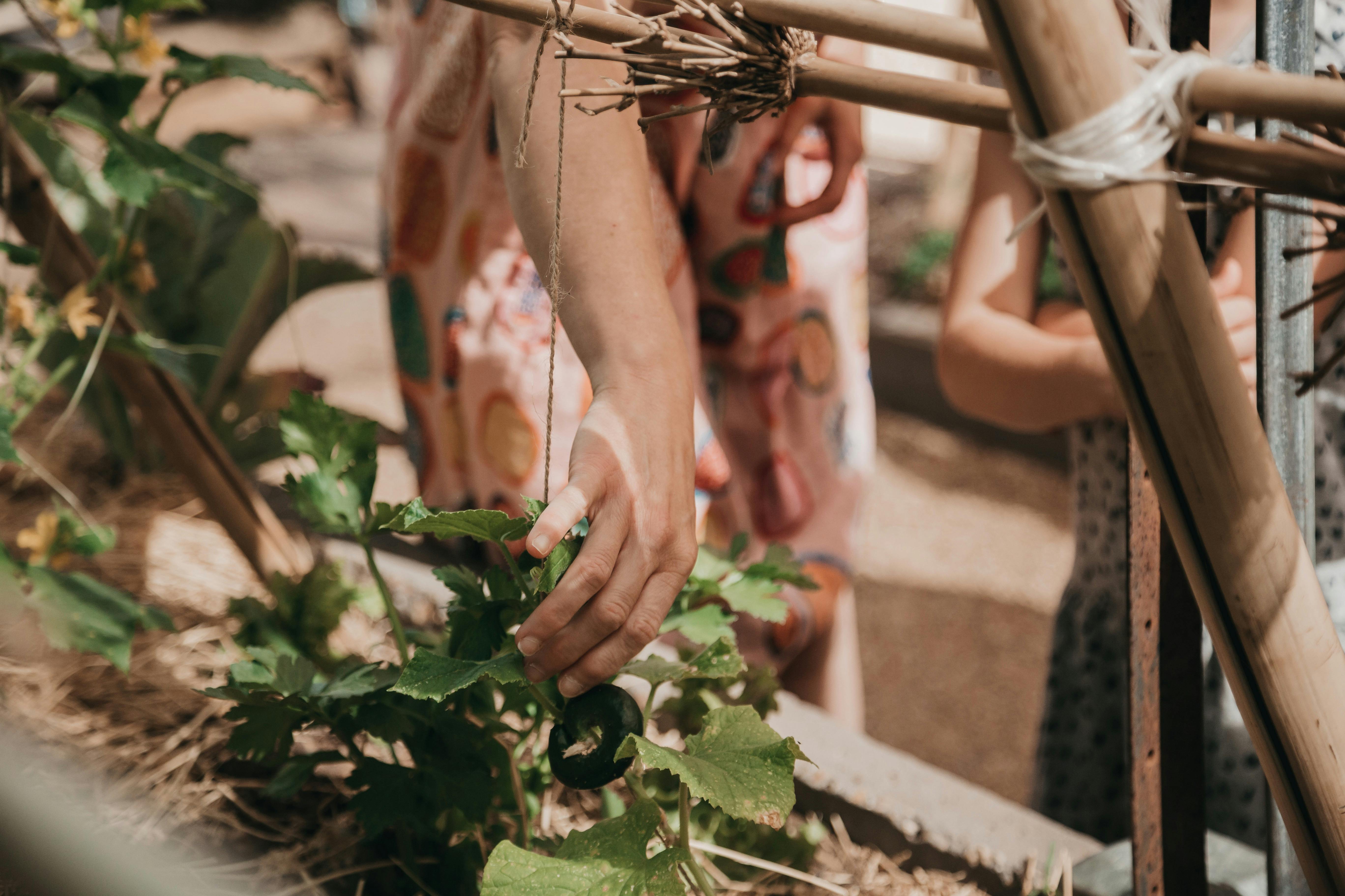 Growing vegetables