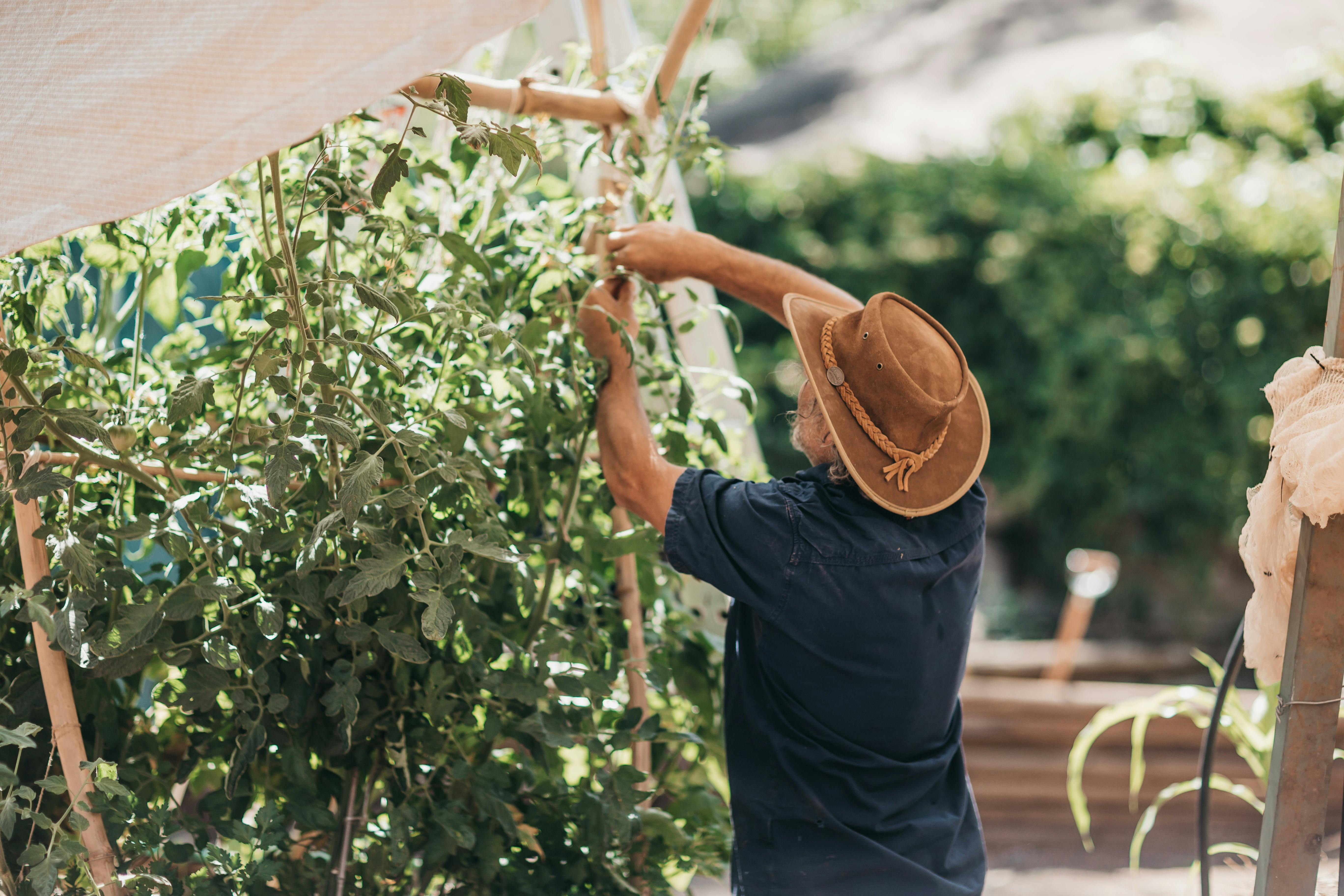 ErinEarth Garden Manager trellising tomatoes