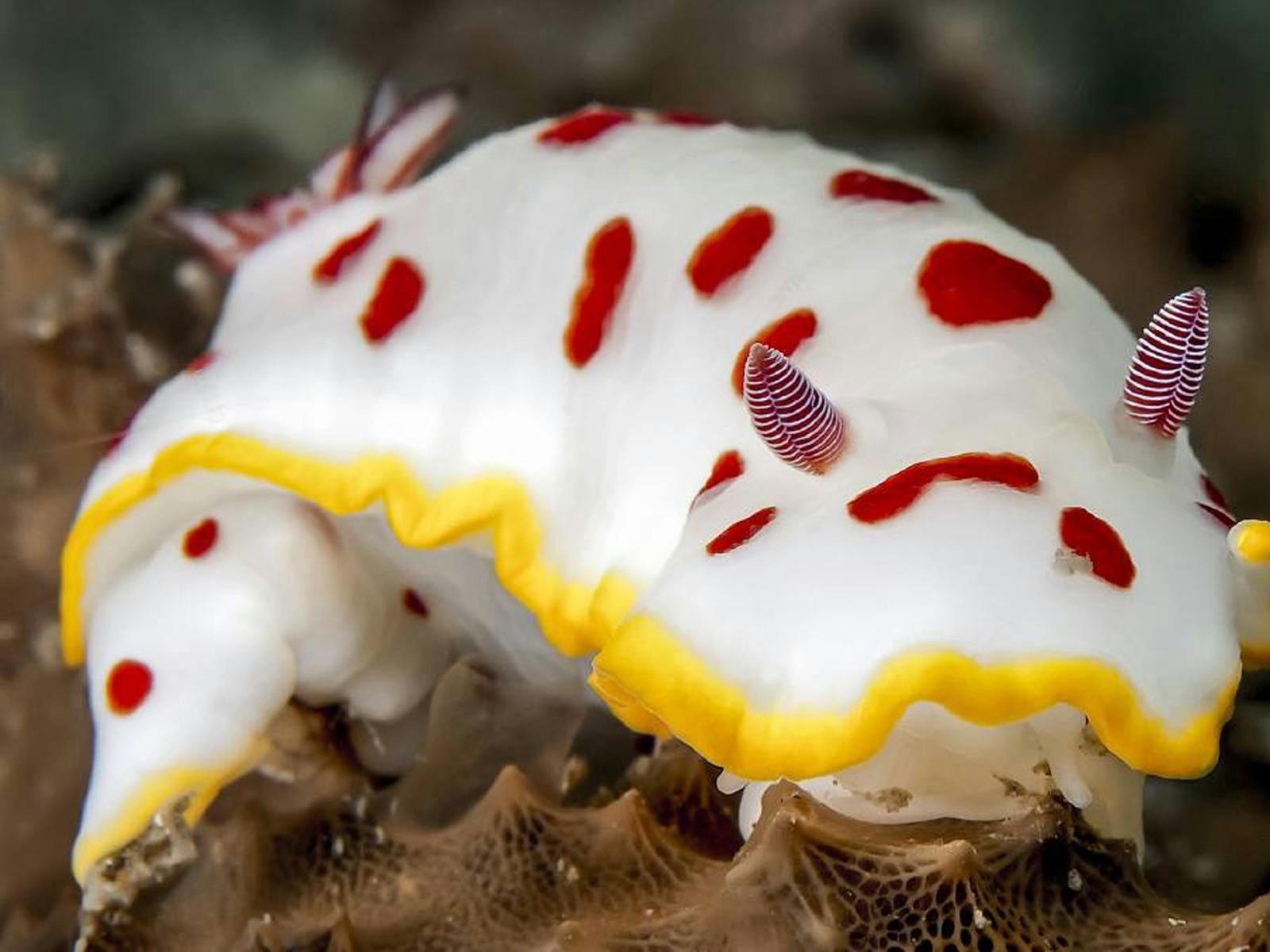 Nudibranch