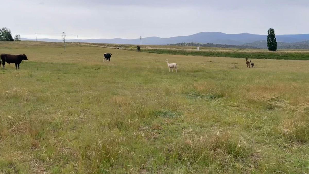 Hasnain Farm