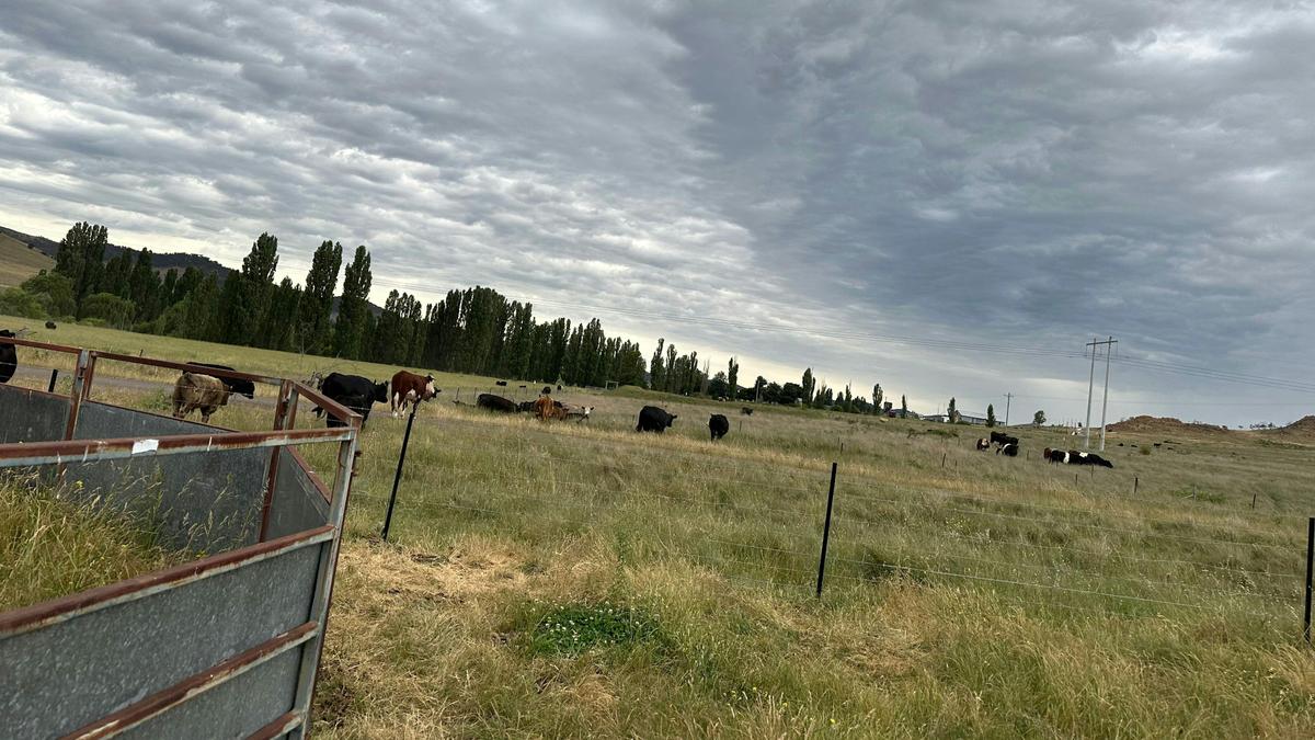 Hasnain Farm