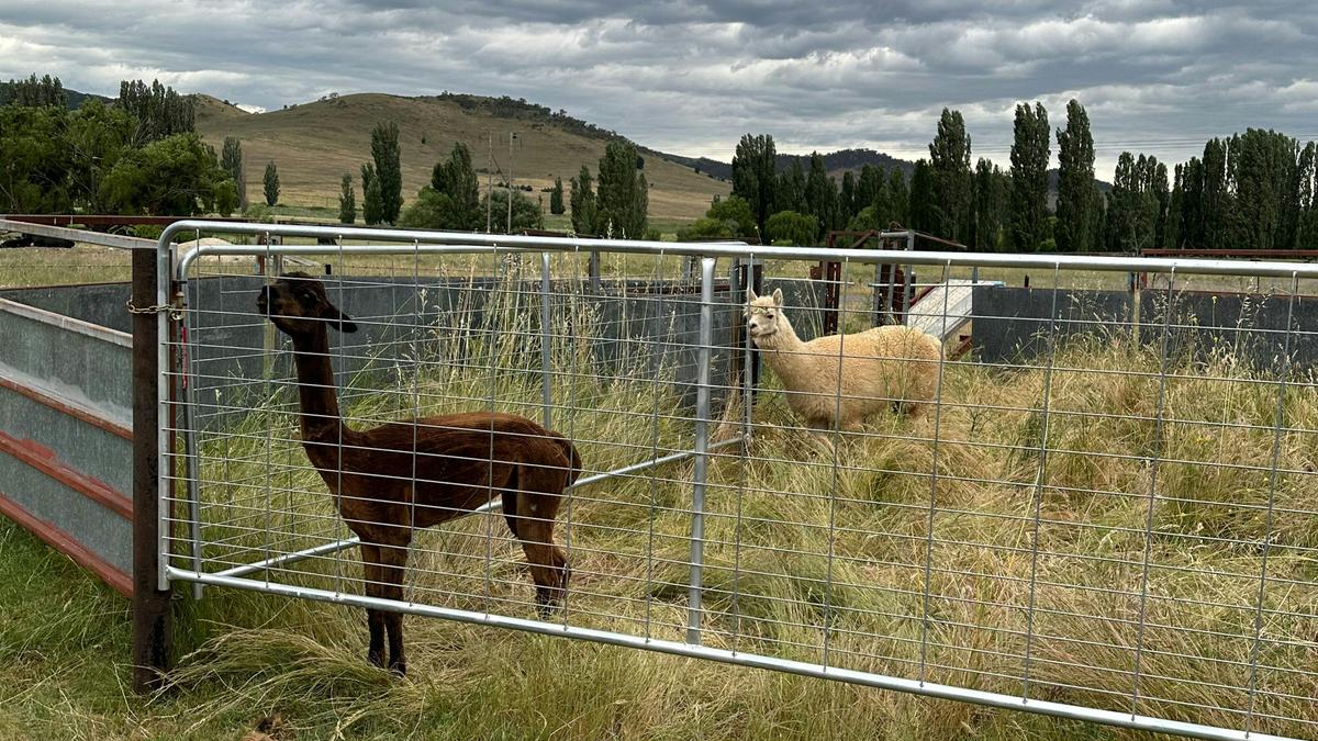 Hasnain Farm
