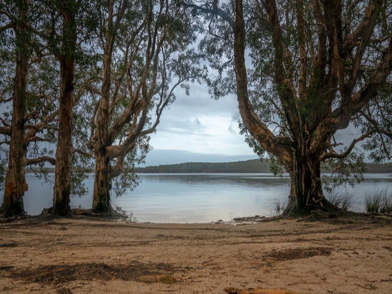 Two Mile Lake foreshore with large trees, and distant shore in the background. Photo: John Spencer &