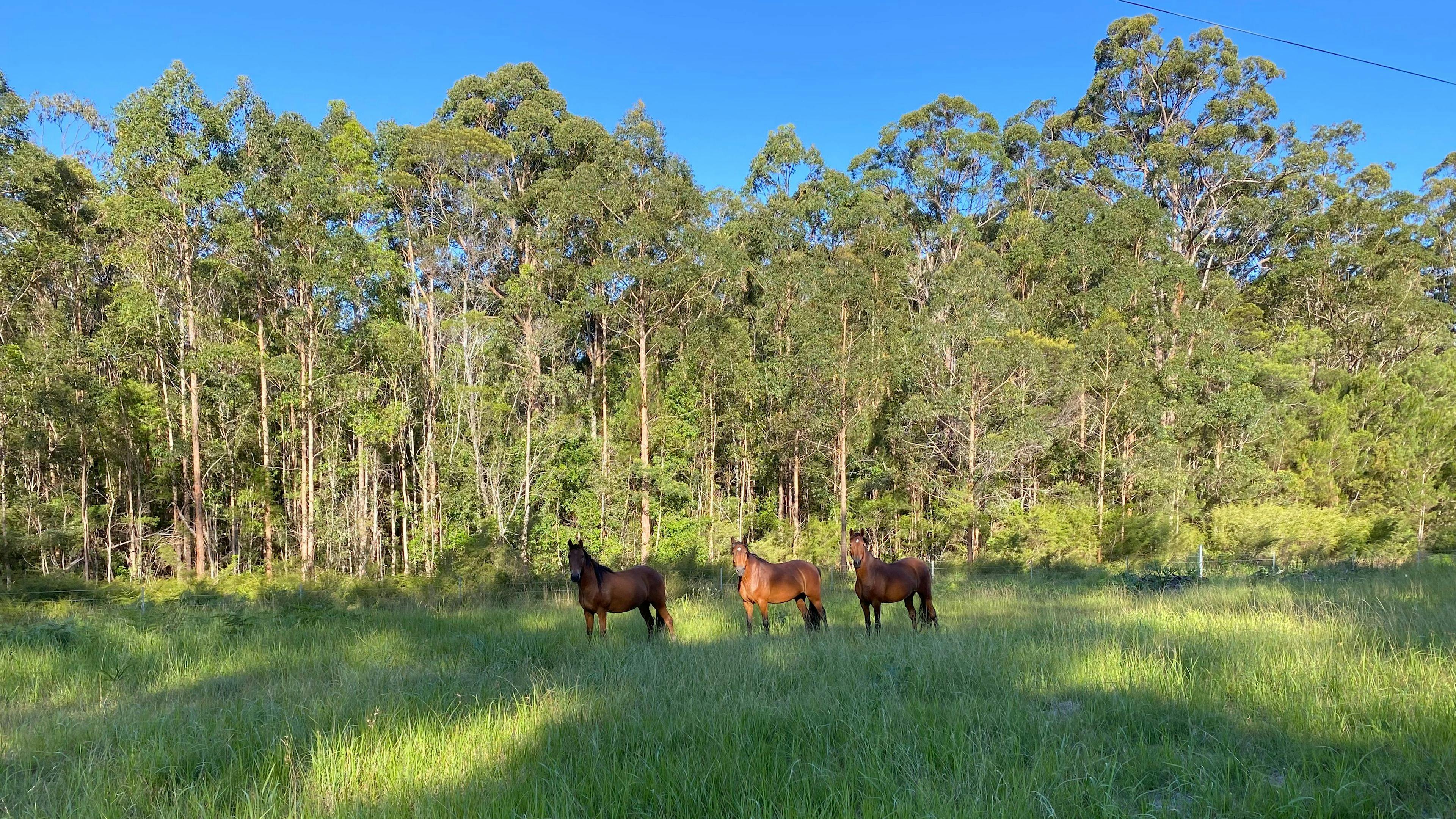 Heartwood - tranquility