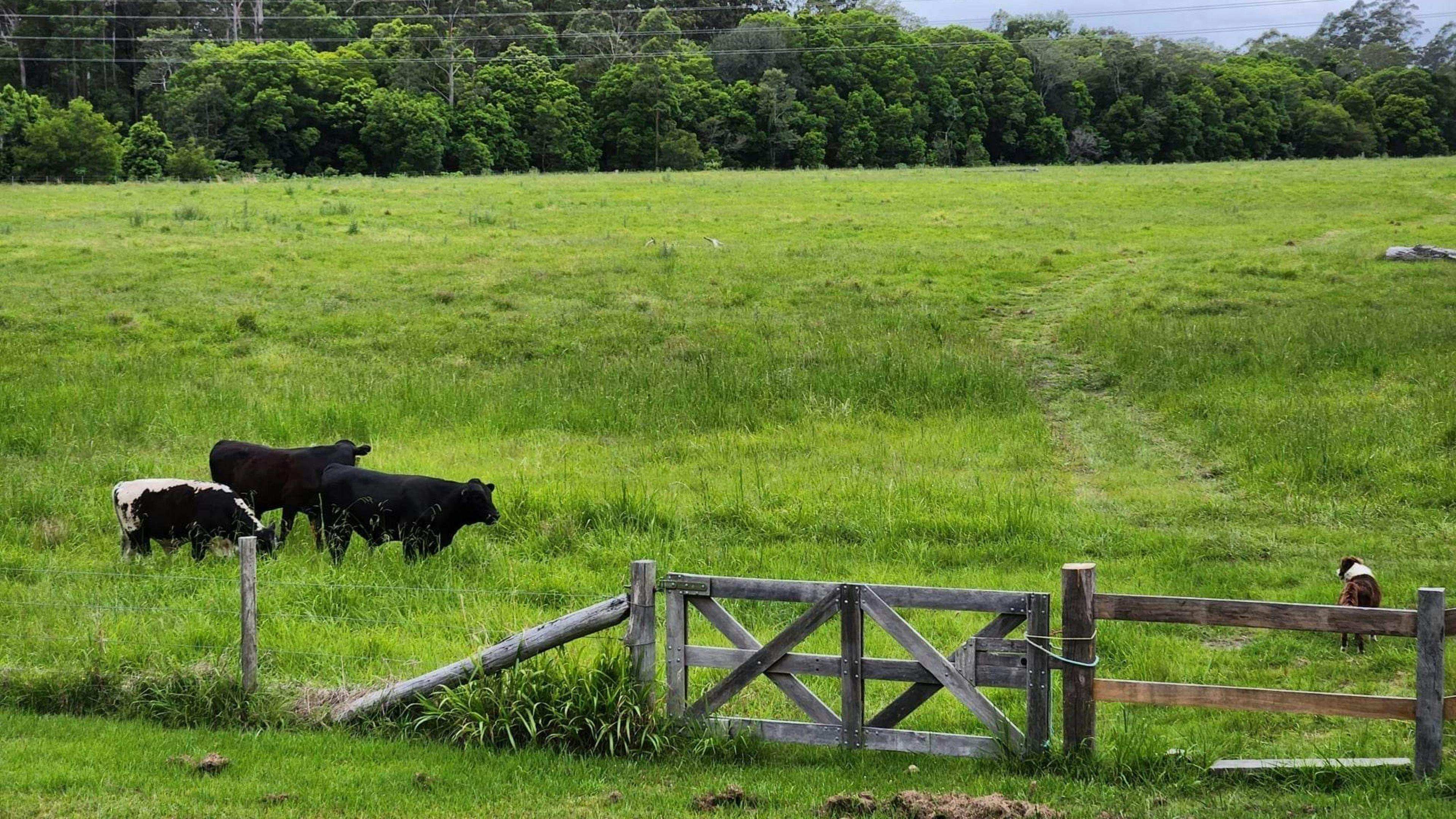 Heartwood - tranquility