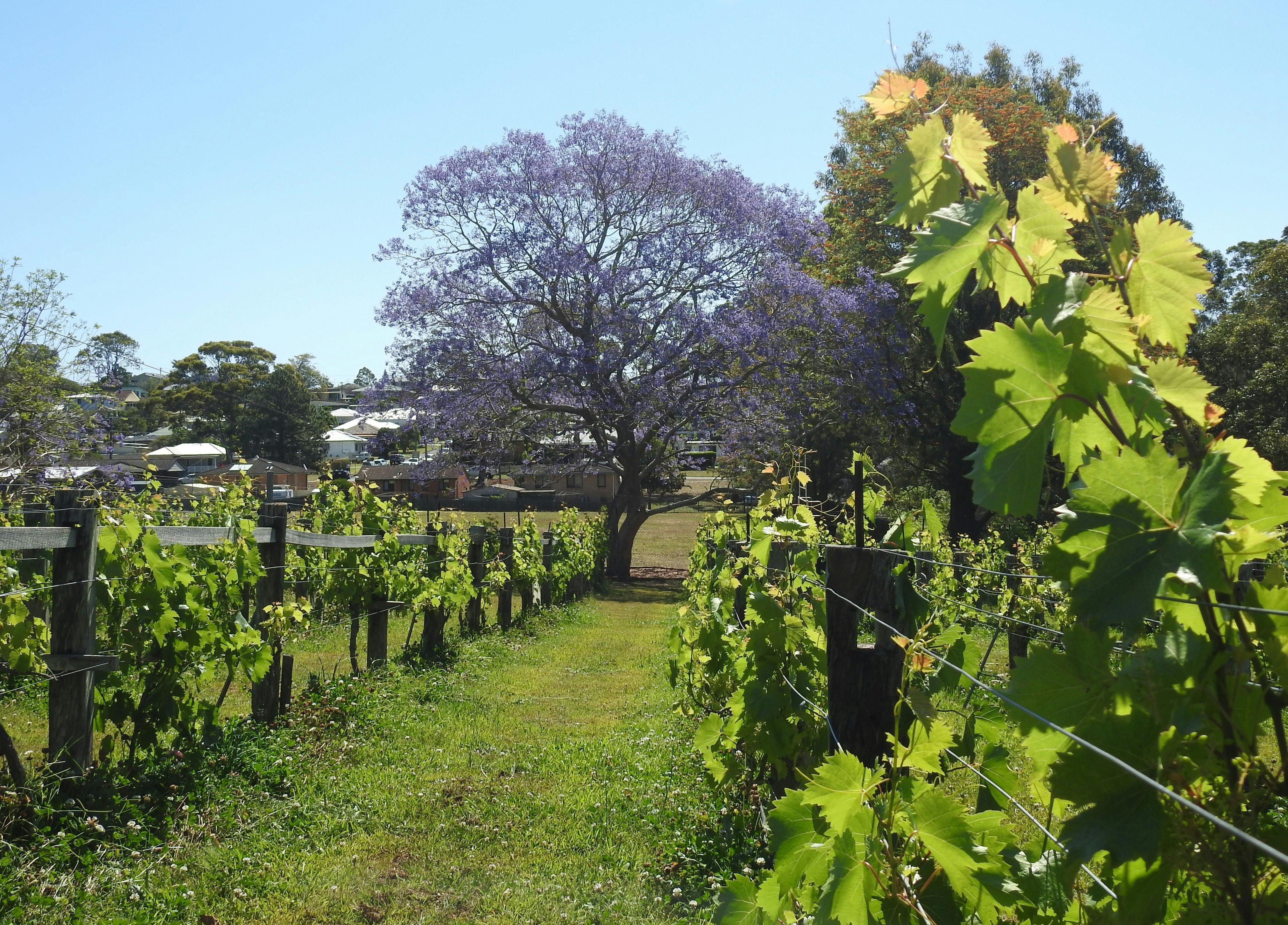 Jacaranda in the Vines