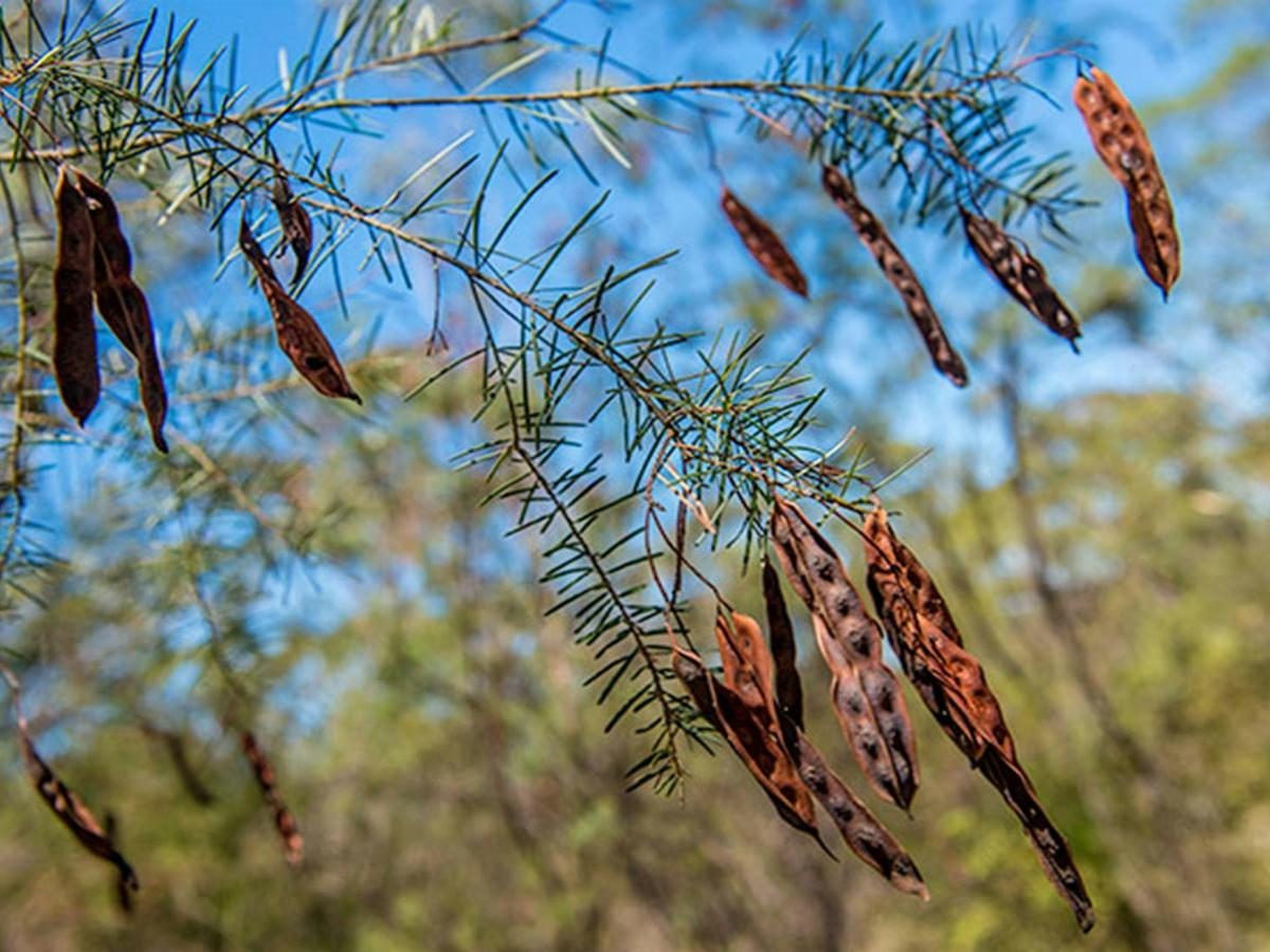 Finchley campground, Yengo National Park. Photo: John Spencer/NSW Government