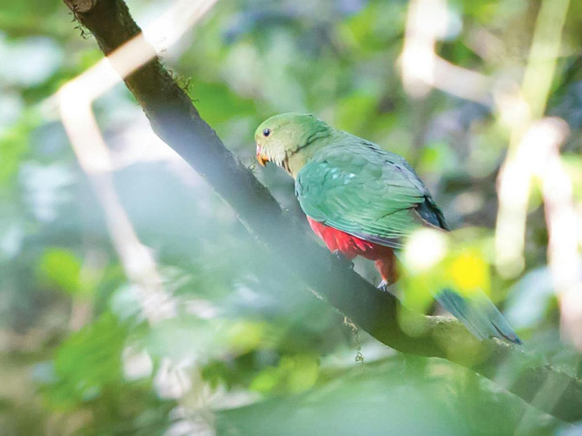 Dorrigo National Park