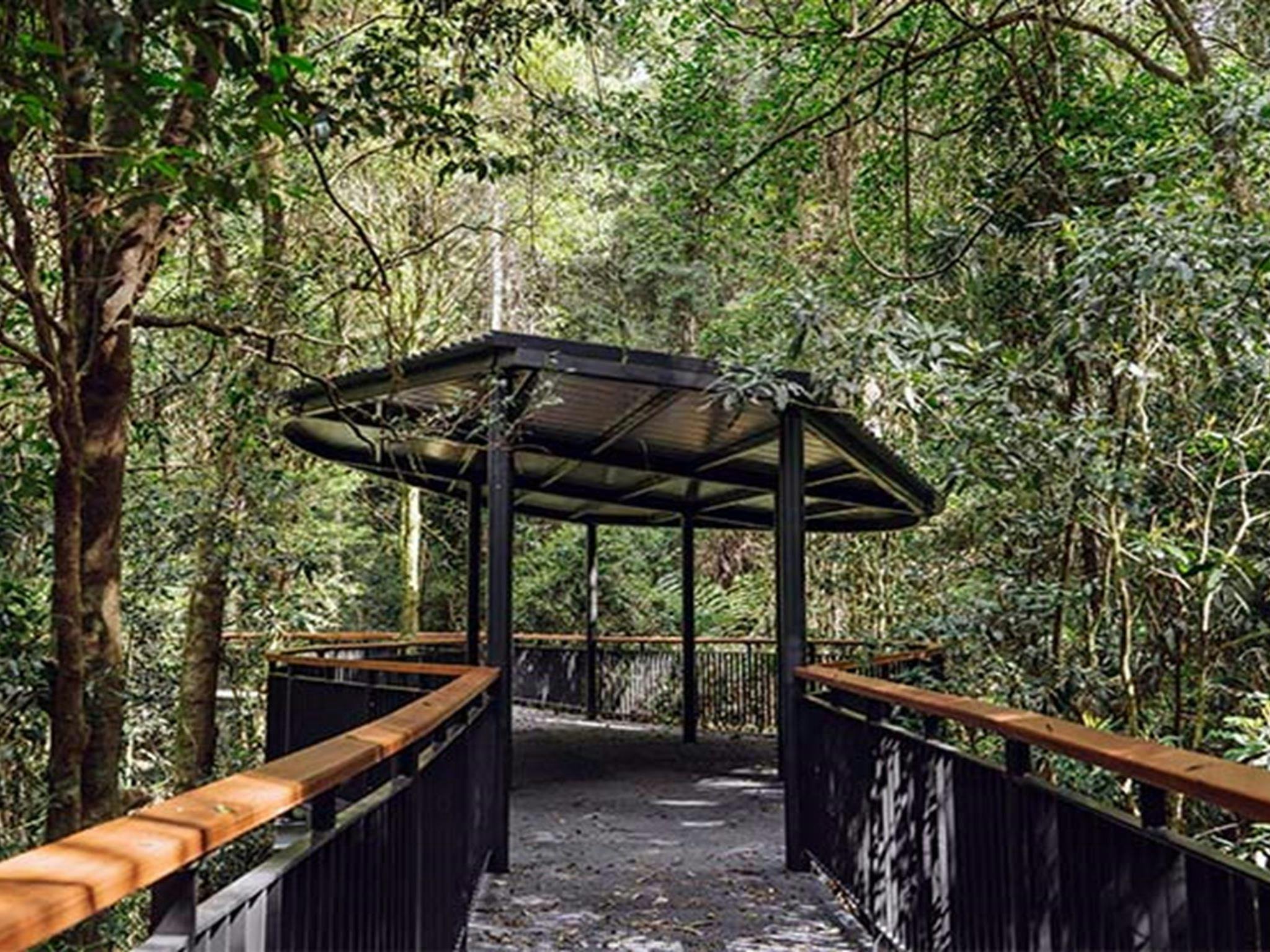 Walk with the Birds boardwalk, Dorrigo National Park. Photo: Jay Black &copy; DPE