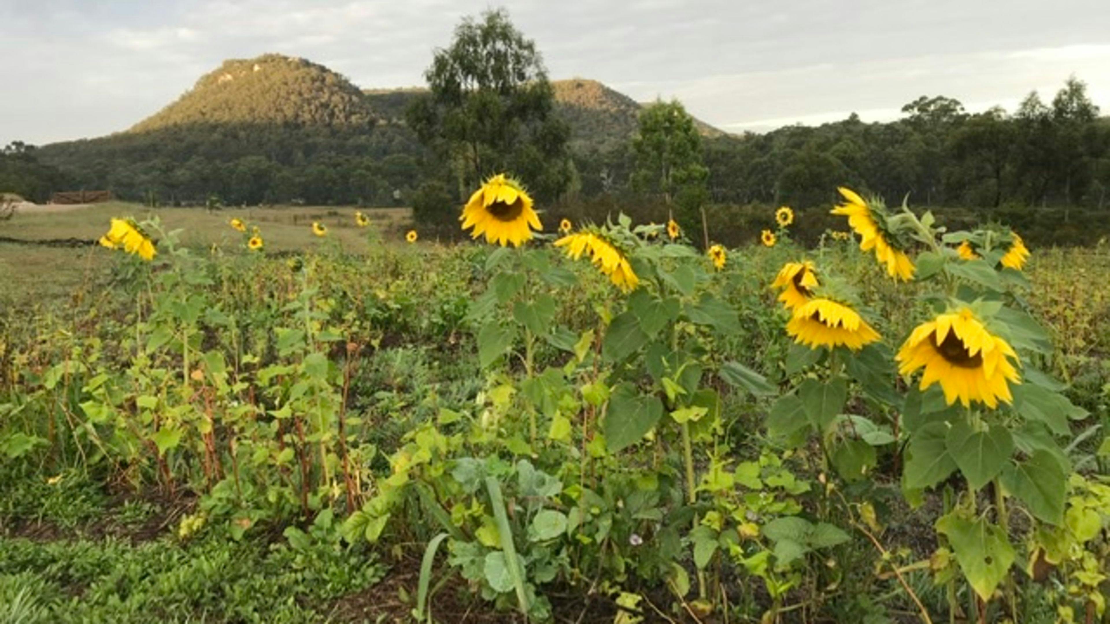 A green manure crop in our garlic beds from season 1.